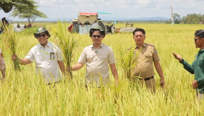 Panen Raya di Ladongi: Langkah Nyata Bupati Kolaka Timur Menuju Kedaulatan Pangan Nasional