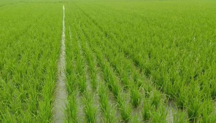 Pupuk Indonesia Dorong Kolaborasi Global Demi Ketahanan Pangan