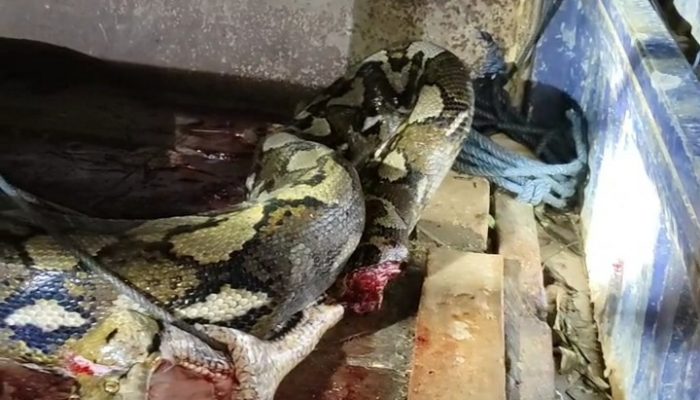 Geger !! Ular Piton Telan Anak Sapi di Kandang