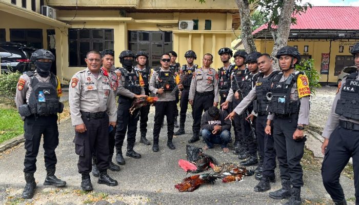 Polisi Gerebek Sabung Ayam di Kemaraya