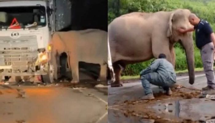 Kisah Pilu di Rimba Beton: Ratapan Sang Induk Gajah untuk Anaknya yang Terenggut Truk