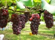 Menikmati Anggur Hasil Kebun Sendiri: Panduan Menanam dari Biji dalam Wadah