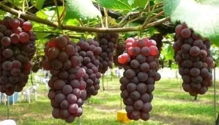 Menikmati Anggur Hasil Kebun Sendiri: Panduan Menanam dari Biji dalam Wadah